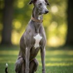 Greyhound
