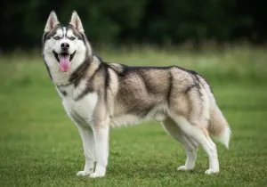 Husky Sibérien