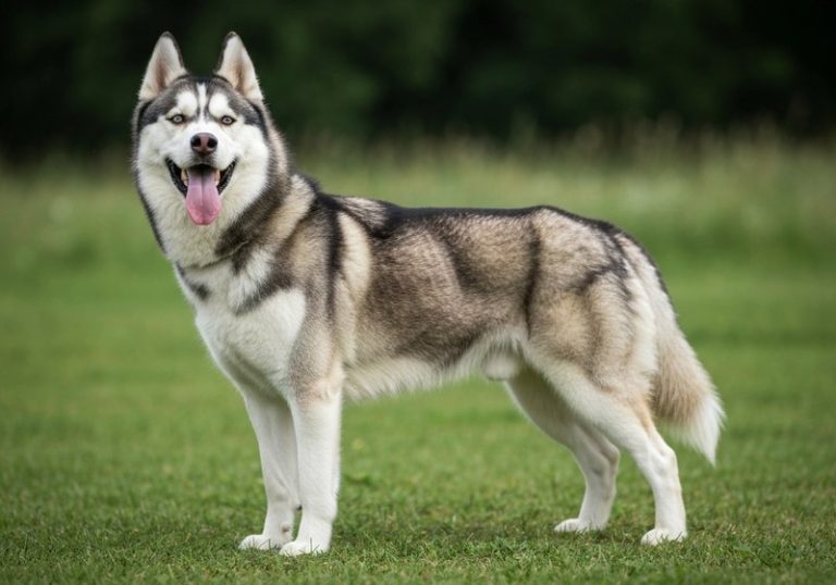 Husky Sibérien