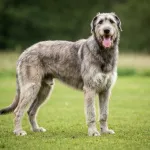 Irish Wolfhound