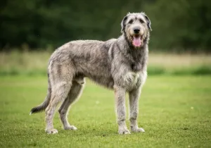 Irish Wolfhound