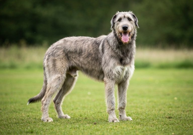 Irish Wolfhound