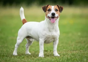 Jack Russell Terrier