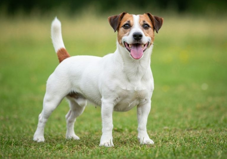 Jack Russell Terrier