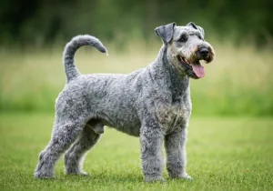 Kerry Blue Terrier