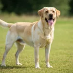 Labrador