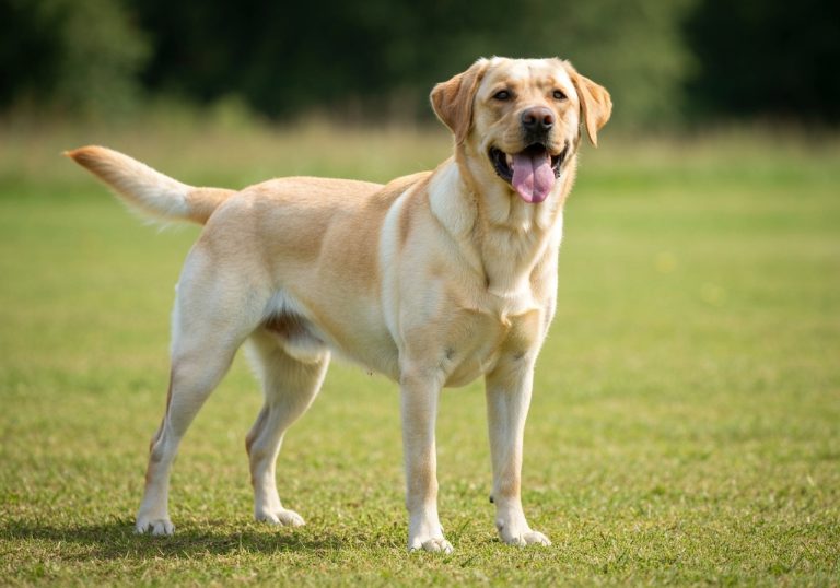 Labrador