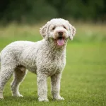 Lagotto Romagnolo