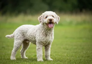 Lagotto Romagnolo