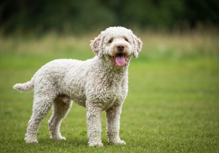 Lagotto Romagnolo