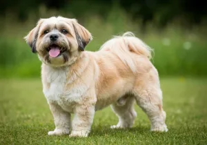 Lhasa Apso