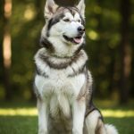 Malamute d'Alaska