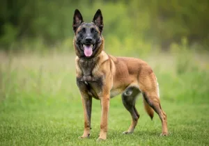 Malinois