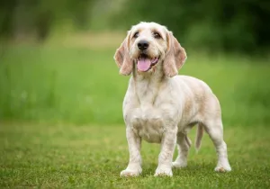 Petit Basset Griffon Vendéen