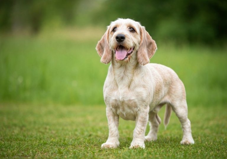 Petit Basset Griffon Vendéen