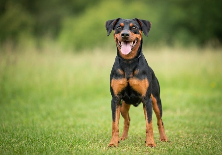 Pinscher Allemand
