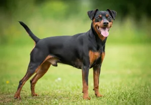 Pinscher Nain