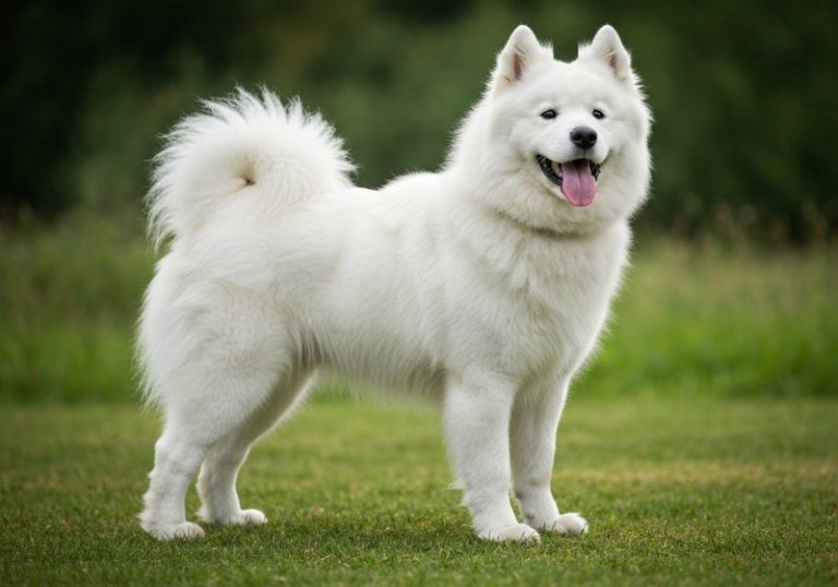 Samoyede