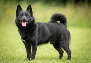 Schipperke