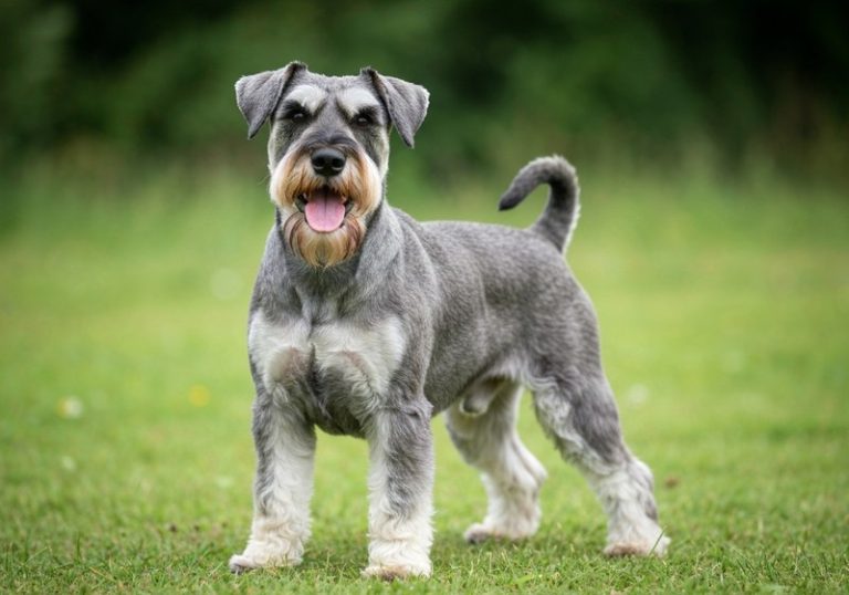 Schnauzer