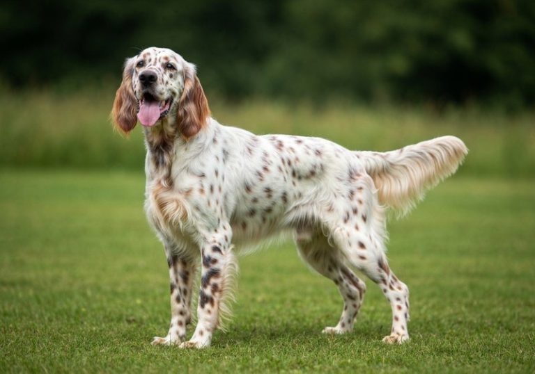 Setter Anglais