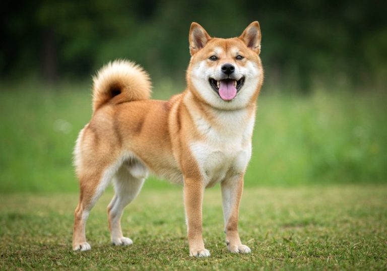 Shiba Inu