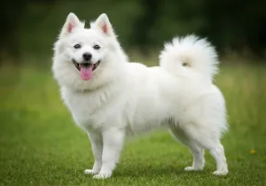 Spitz Japonais