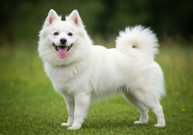 Spitz Japonais