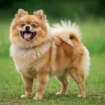 Spitz Nain
