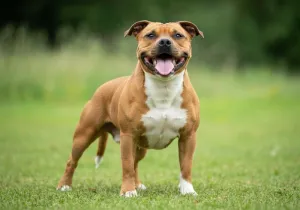 Staffordshire Bull Terrier