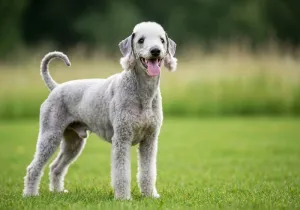 Terrier de Bedlington