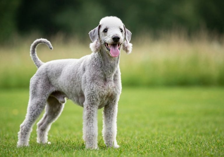 Terrier de Bedlington