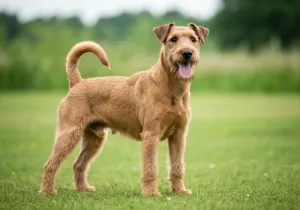 Terrier Irlandais