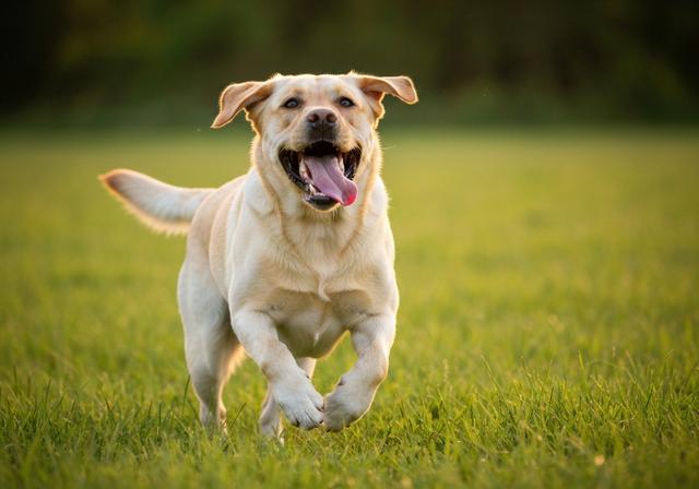 Labrador exercice