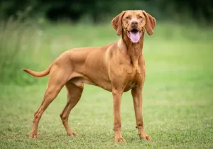 Vizsla