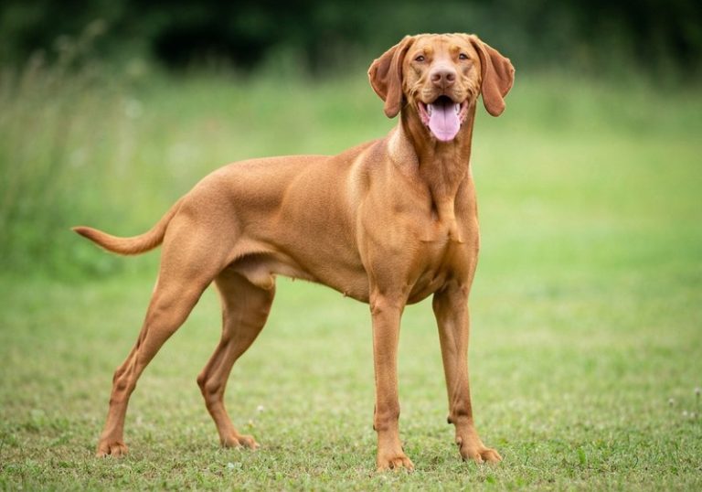 Vizsla
