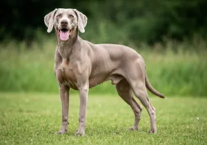 Weimaraner
