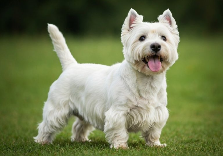 Westie