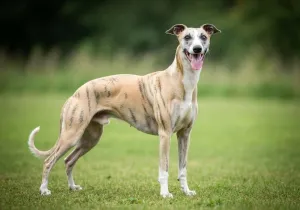 Whippet