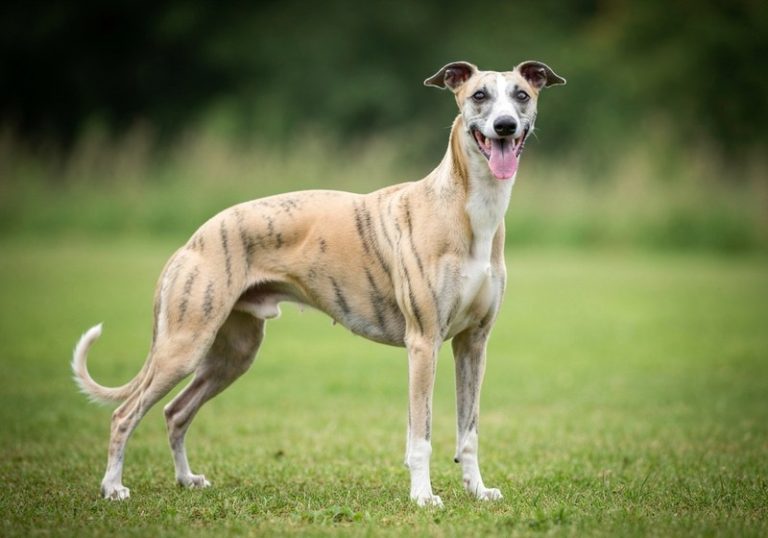 Whippet
