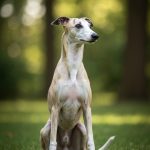 Whippet