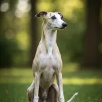 Whippet