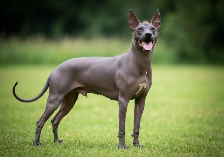 Xoloitzcuintle