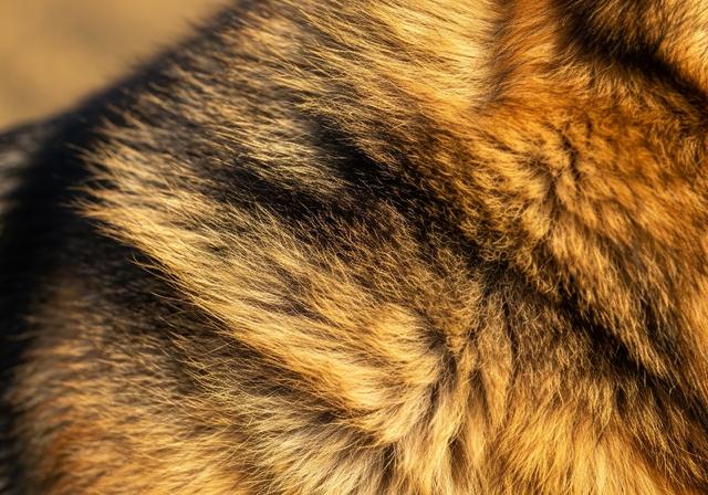 Illustration couleurs chien