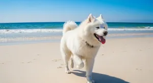 Chien à la plage : règles et plages dog-friendly
